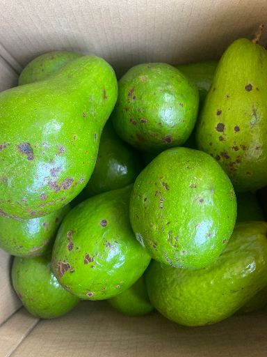 Aguacates maduro
